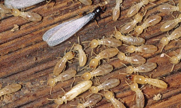Termites and ICFs