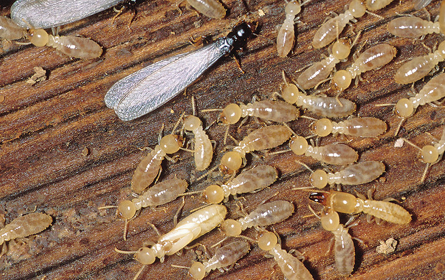 Termites and ICFs